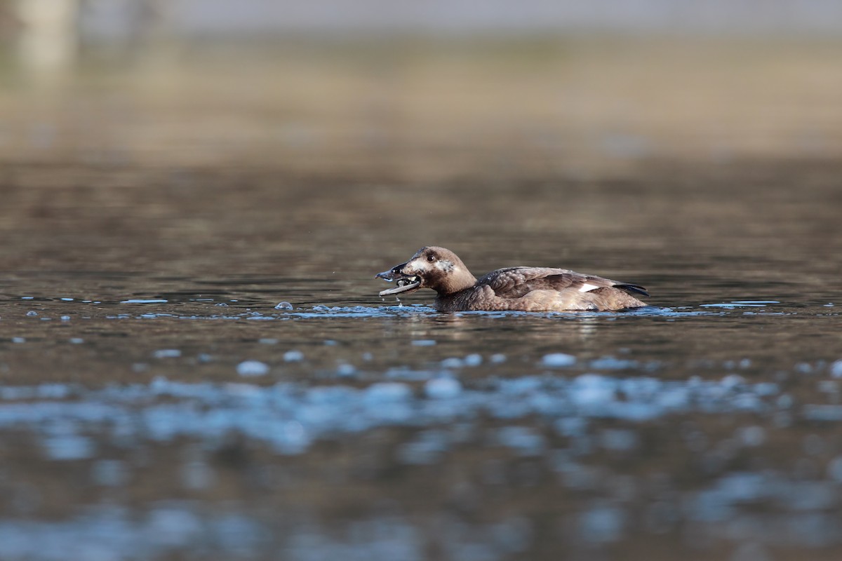 White-winged Scoter - Scott Carpenter