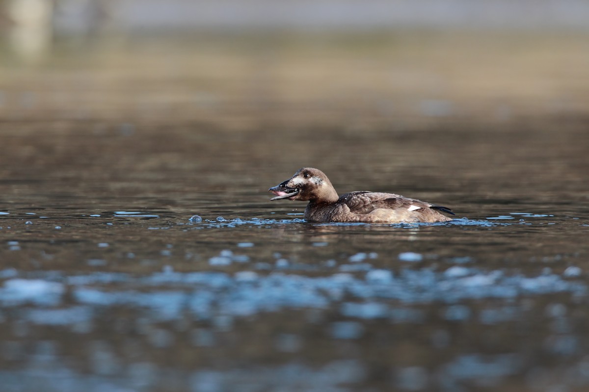 White-winged Scoter - Scott Carpenter