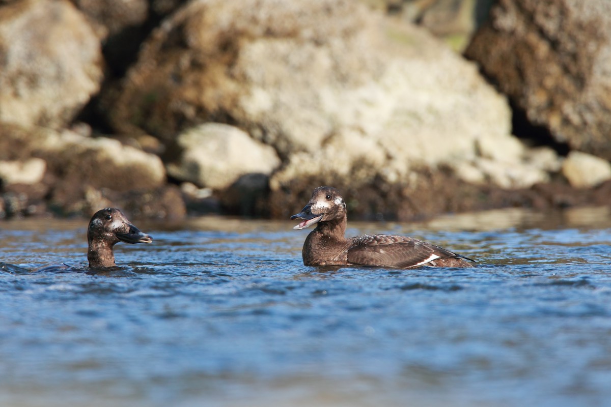 White-winged Scoter - ML551914941