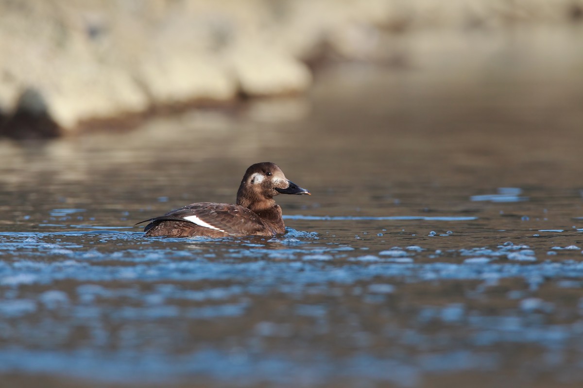 White-winged Scoter - Scott Carpenter