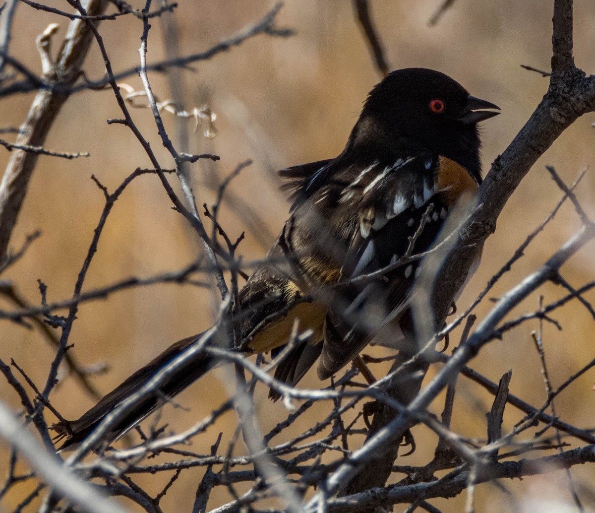 Spotted Towhee - ML551915301