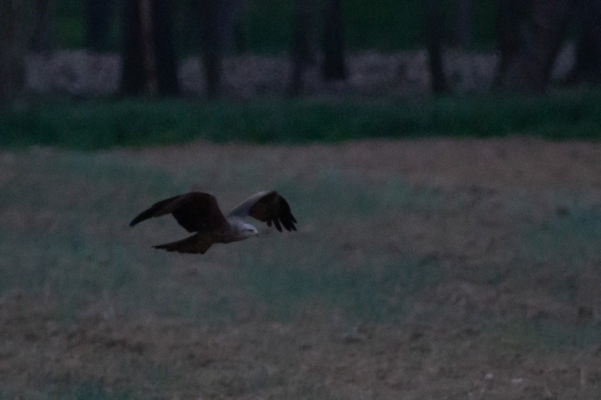 Black Kite - Fabrizio Gili