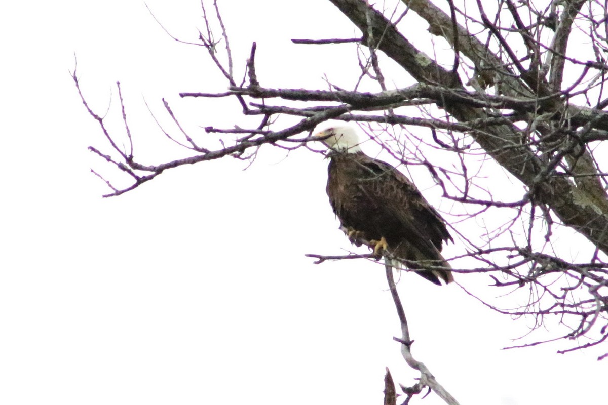 Bald Eagle - ML551916951