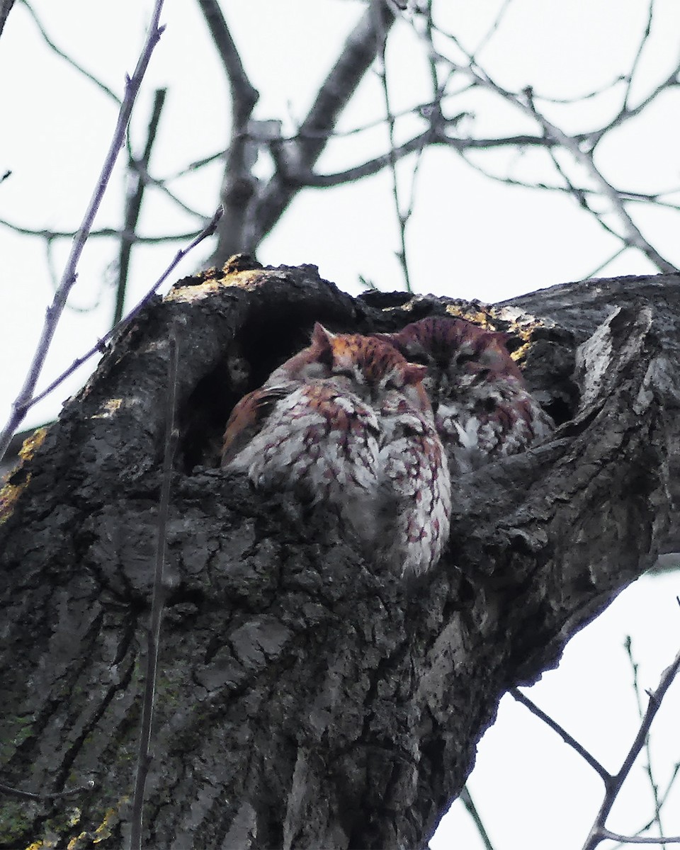 Eastern Screech-Owl - ML551919441
