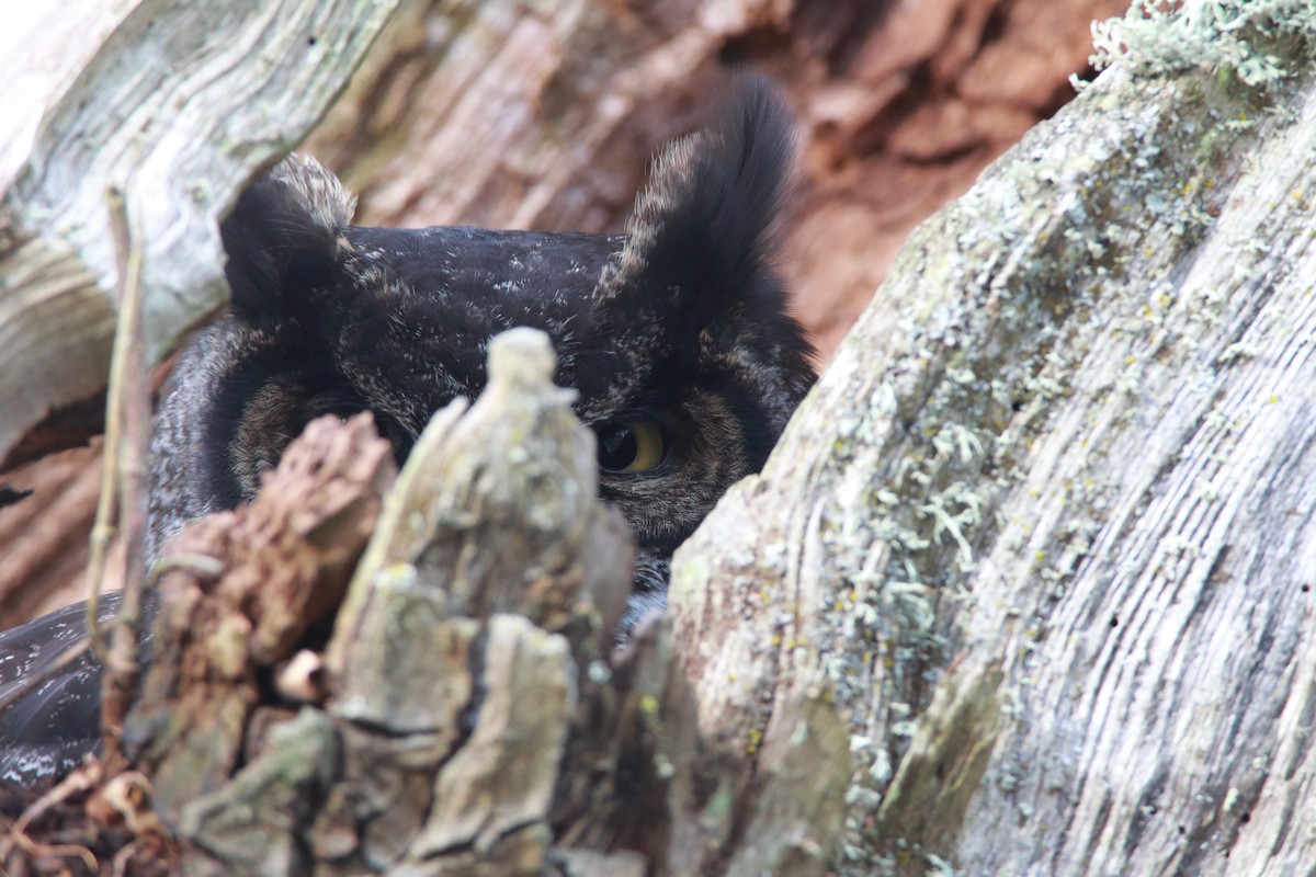 Great Horned Owl - ML551921641