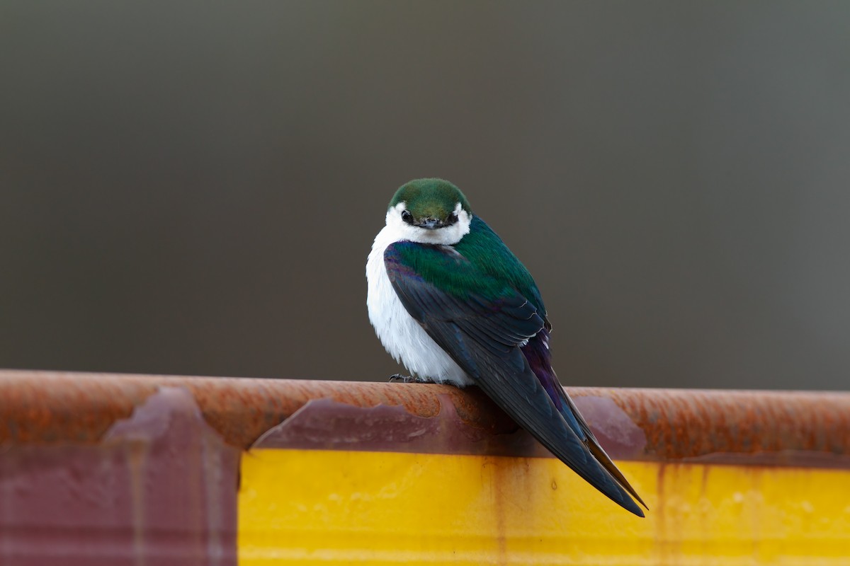 Violet-green Swallow - Scott Carpenter