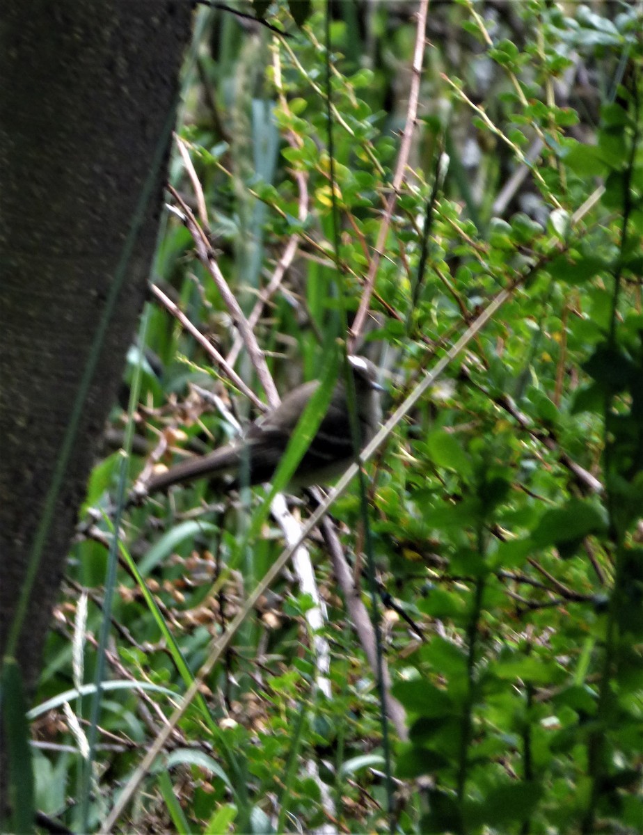 White-crested Elaenia - Maria Lujan Solis