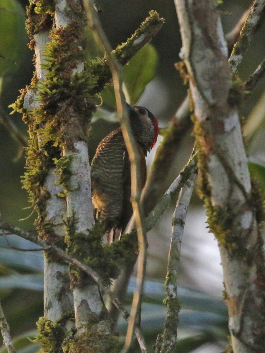 Golden-olive Woodpecker - ML551923201