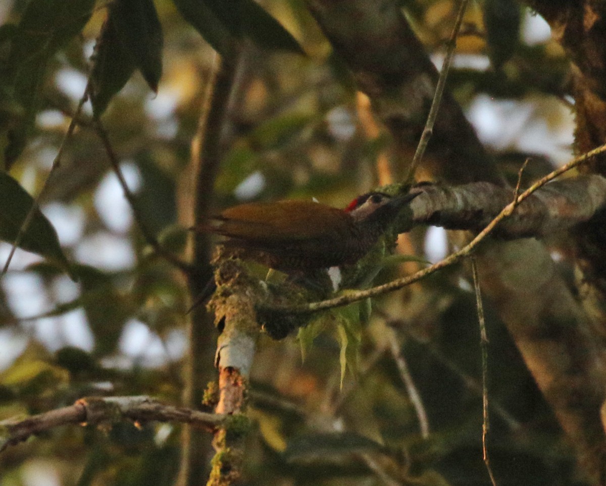 Golden-olive Woodpecker - Don Coons