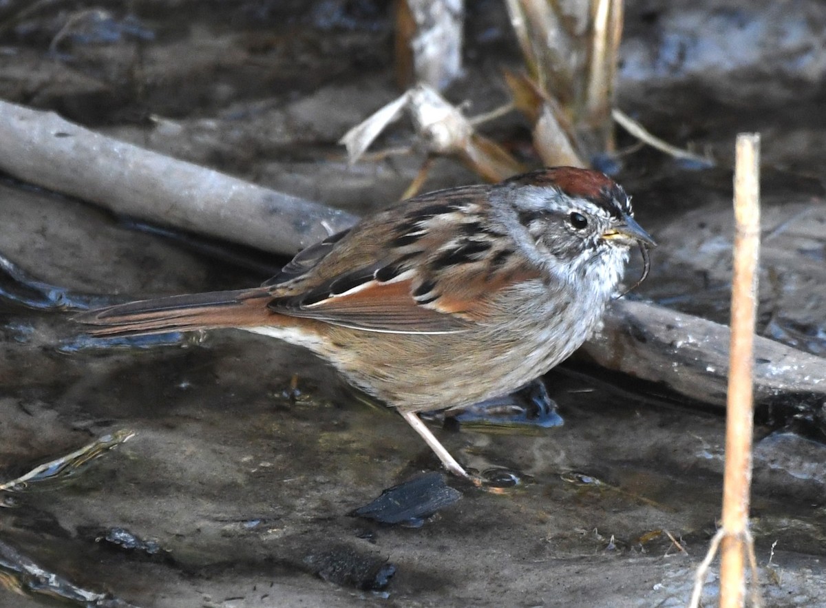 Swamp Sparrow - ML551925011