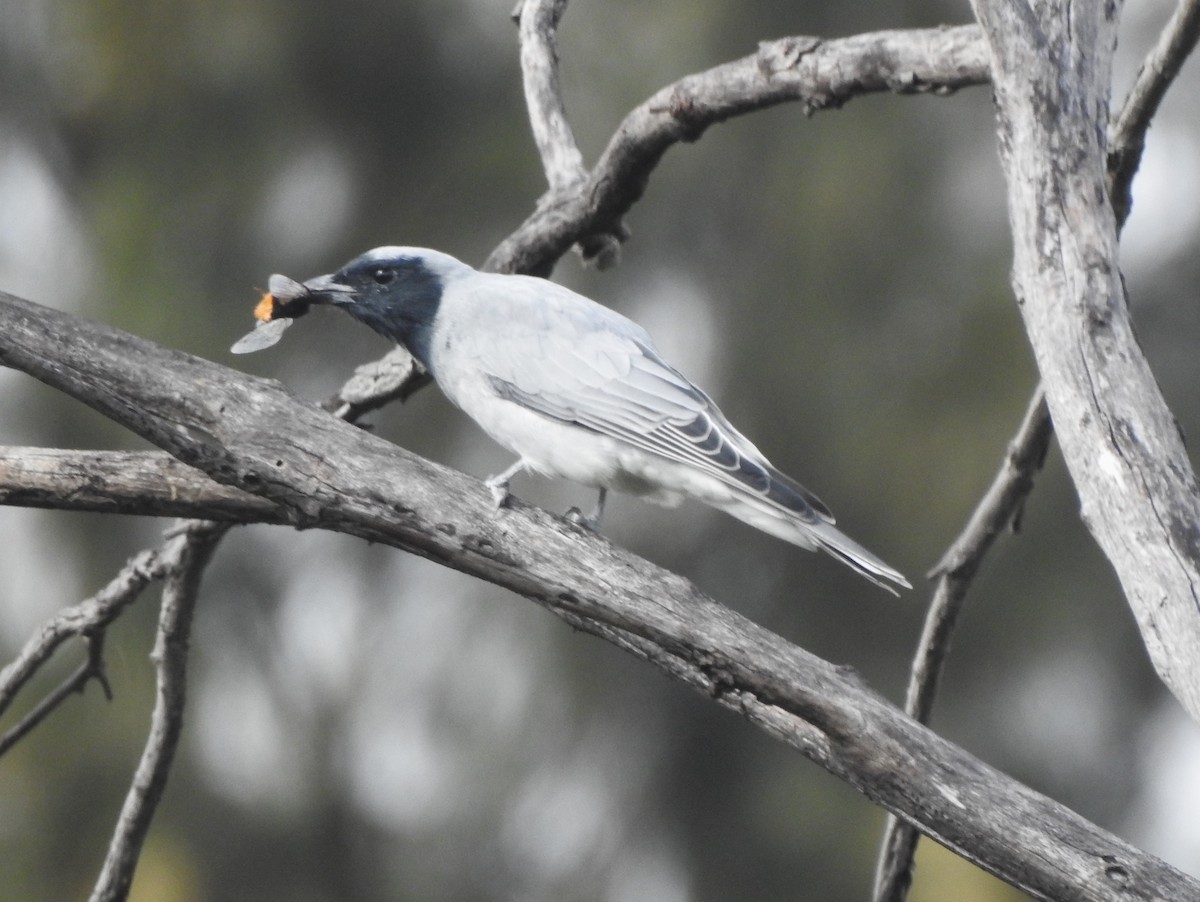 Black-faced Cuckooshrike - ML551925351