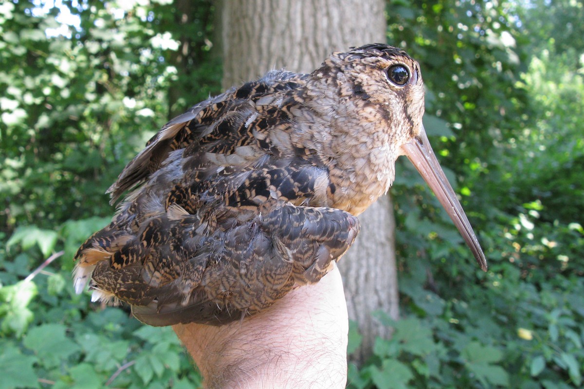 American Woodcock - ML551926621