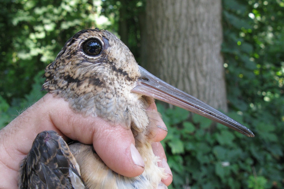 American Woodcock - ML551926641