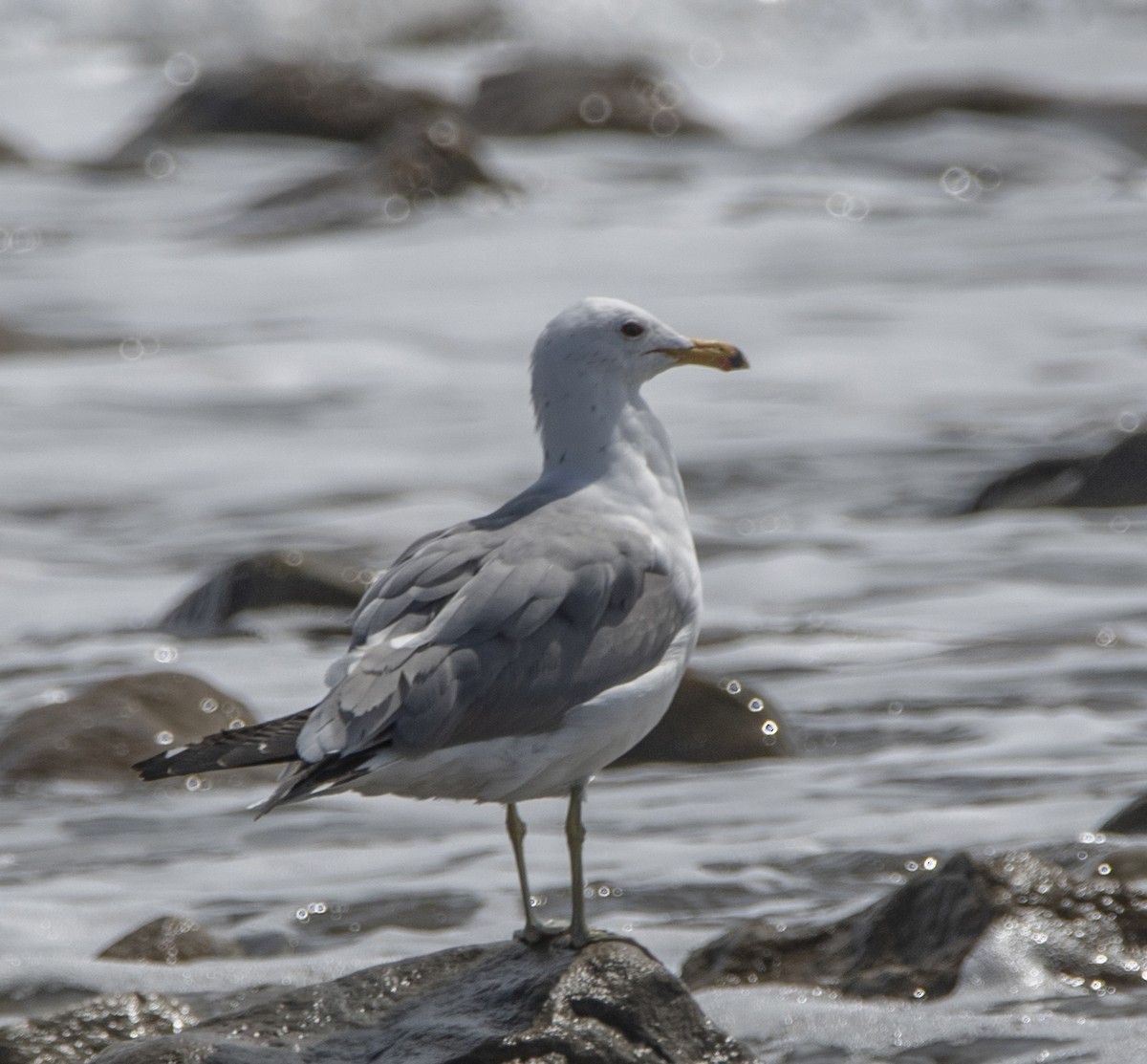 California Gull - ML551926761