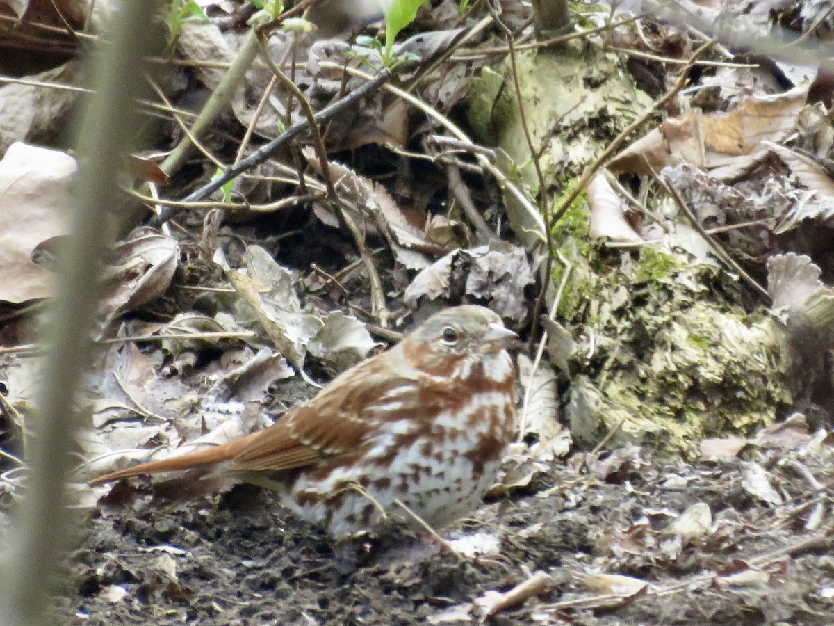 Fox Sparrow (Red) - ML551928371