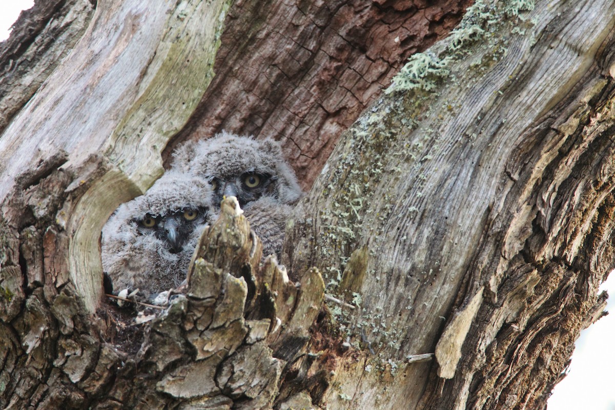 Great Horned Owl - ML551930471