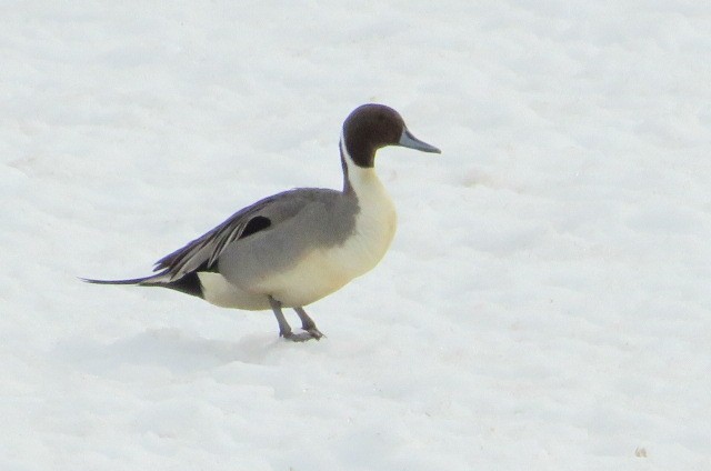 Northern Pintail - ML551931341