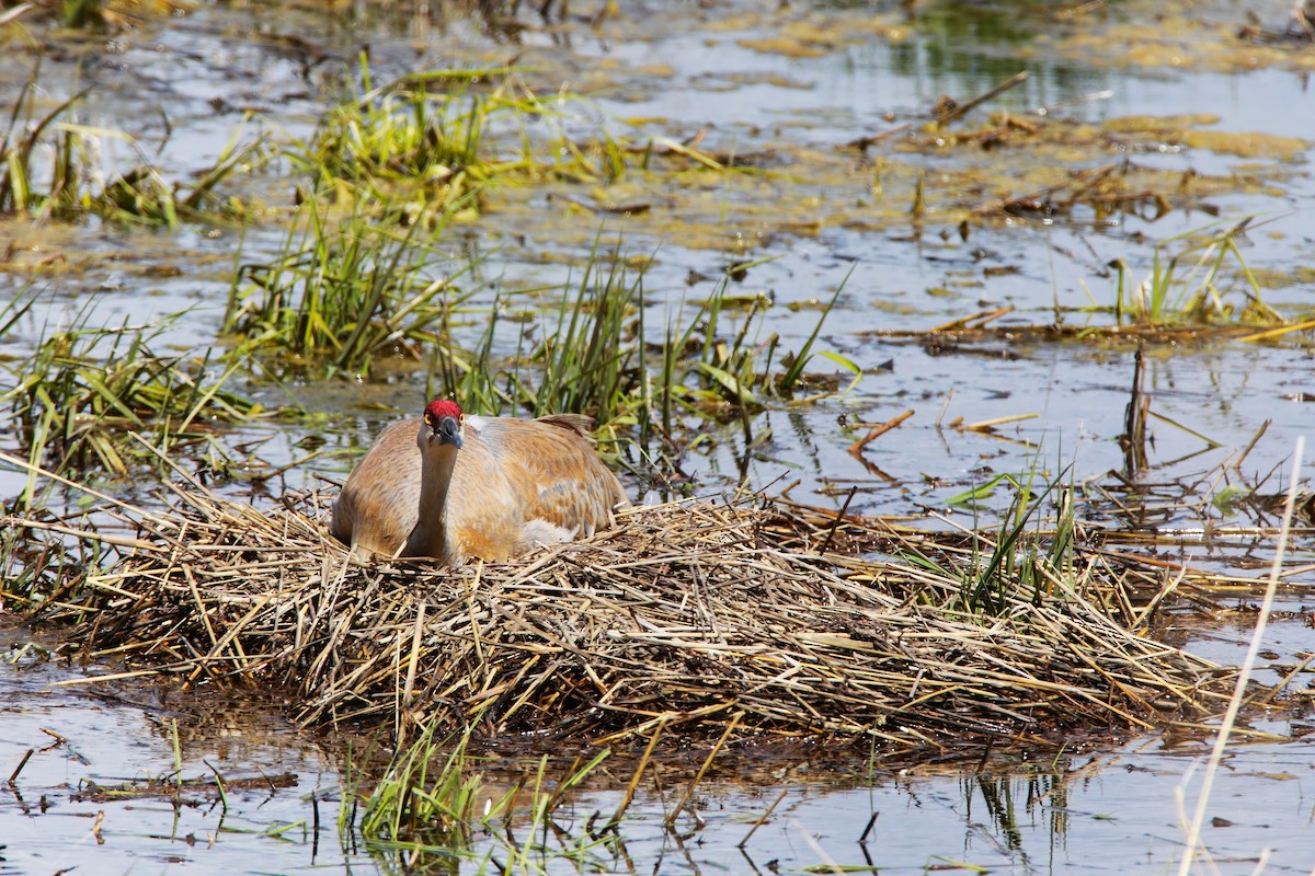 Орог тогоруу - ML551931641