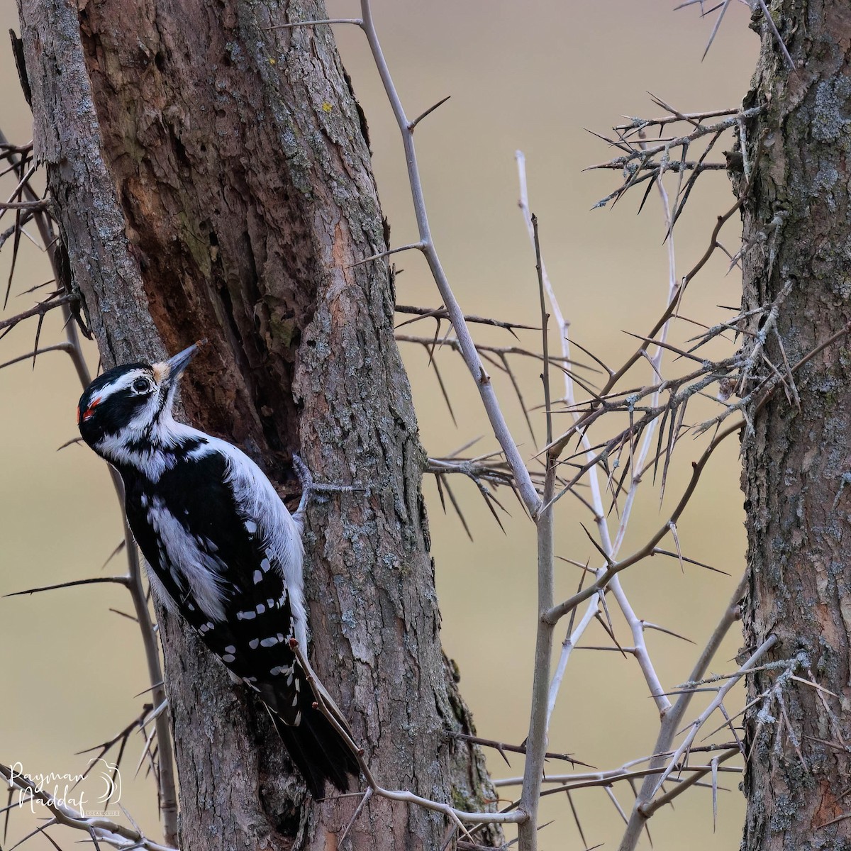 Hairy Woodpecker - ML551931901