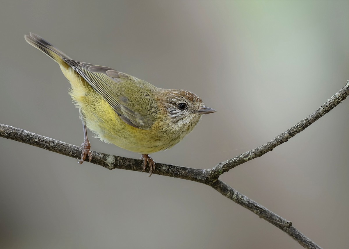 Striated Thornbill - ML551932131