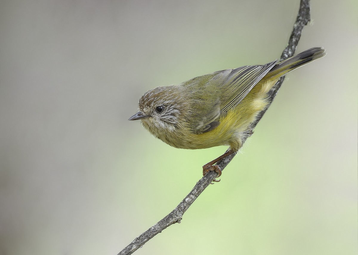 Striated Thornbill - ML551932141