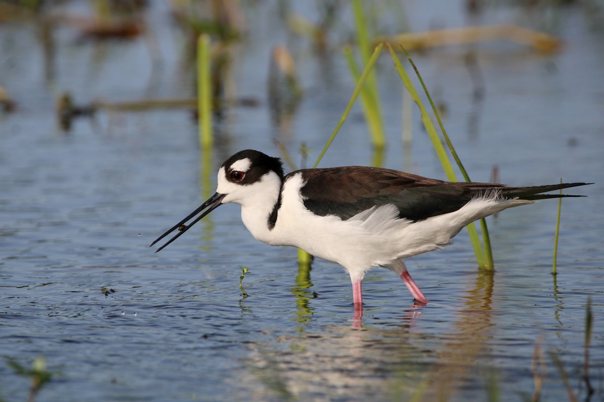 Black-necked Stilt - ML551932861