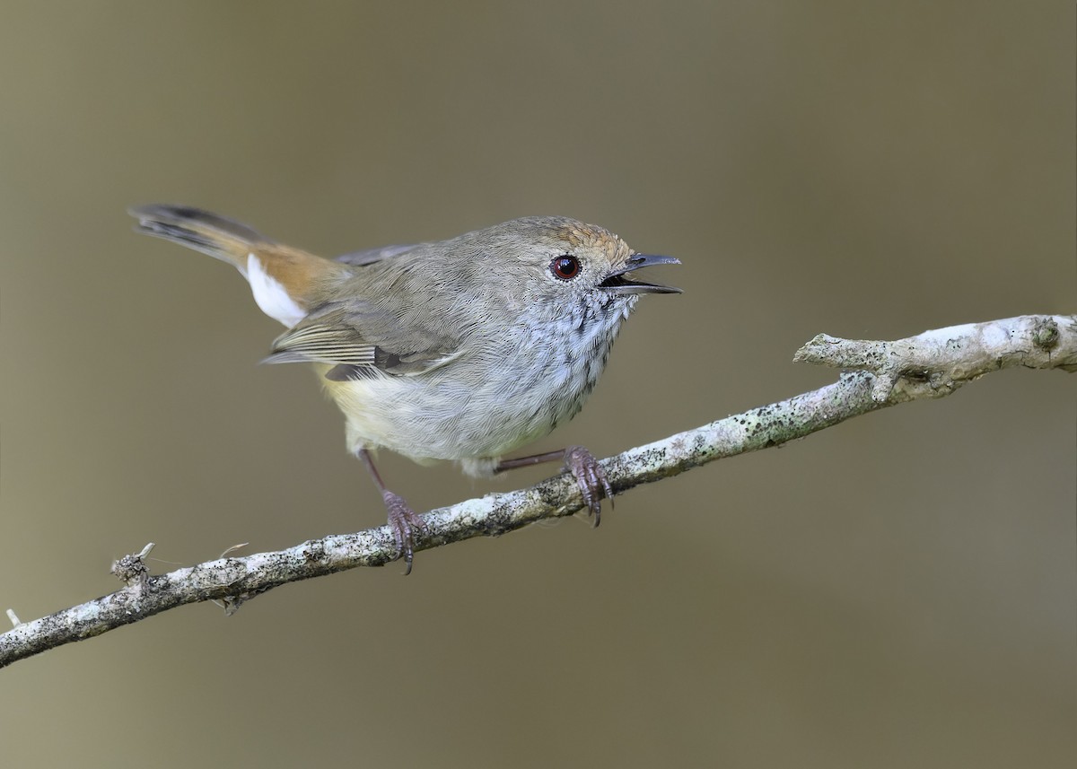 Brown Thornbill - ML551932971