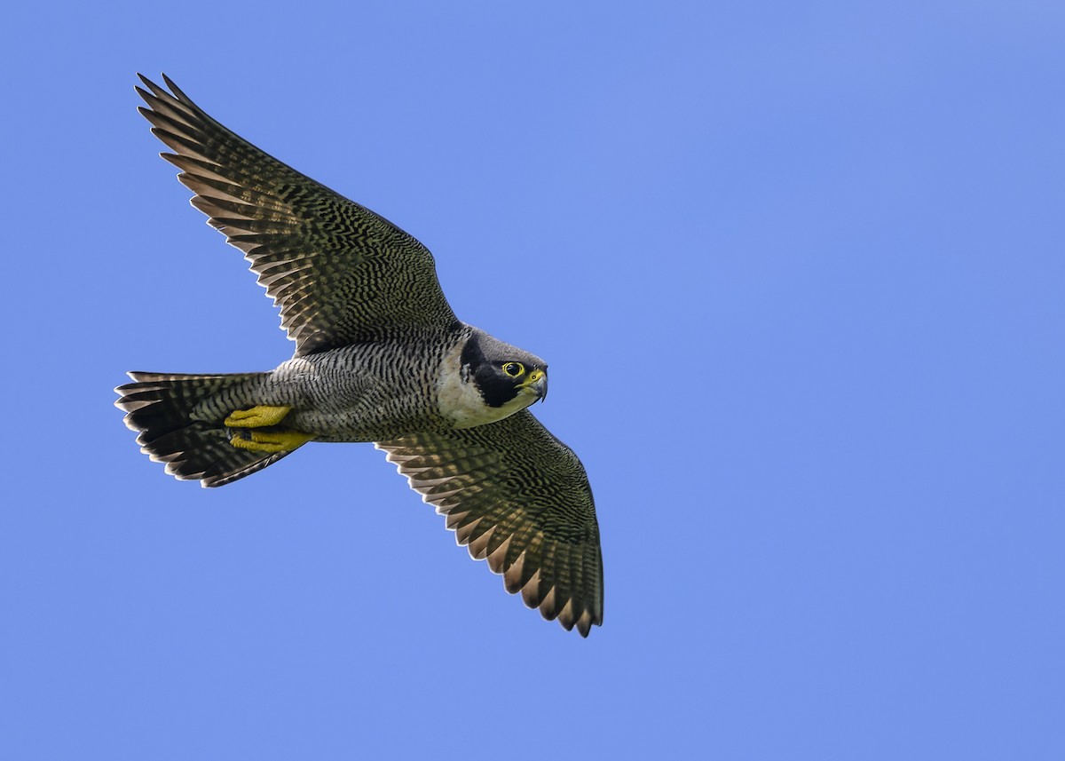 Peregrine Falcon - ML551933861