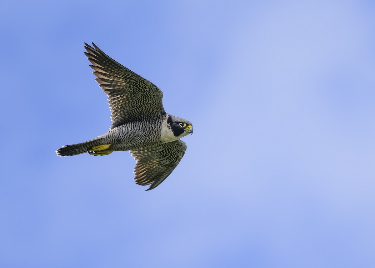 Peregrine Falcon - ML551933871