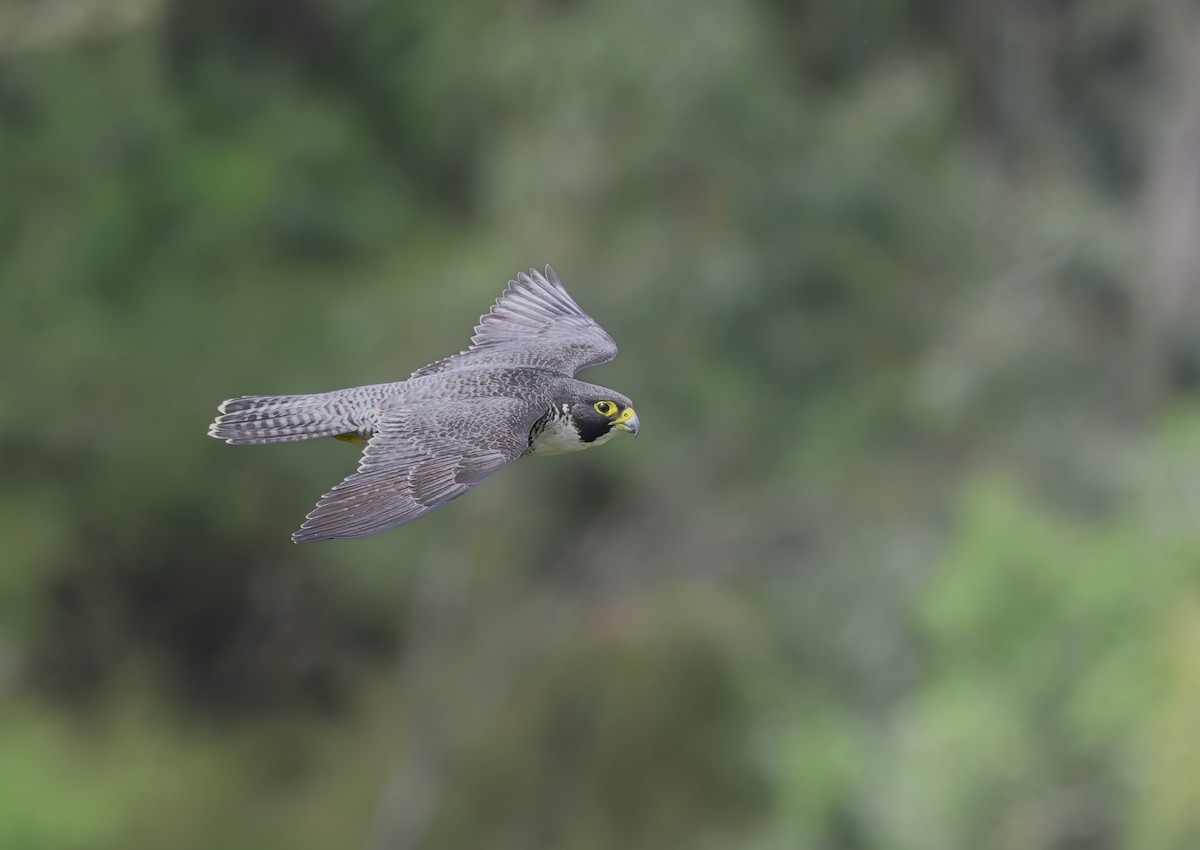 Peregrine Falcon - ML551933881