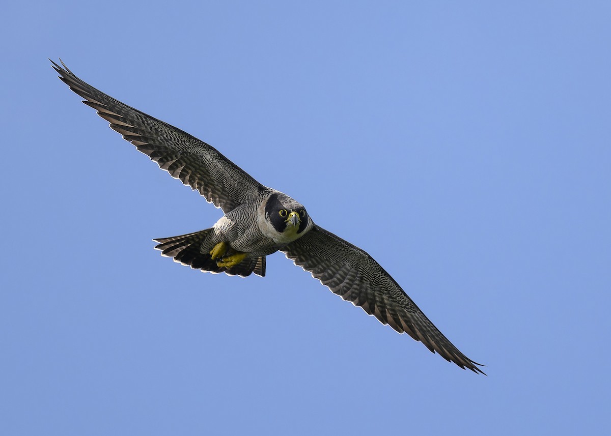 Peregrine Falcon - ML551933891