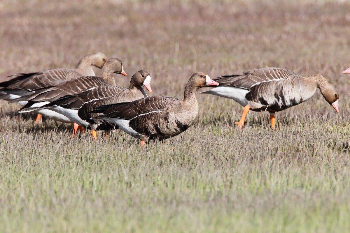 Greater White-fronted Goose - ML551934741