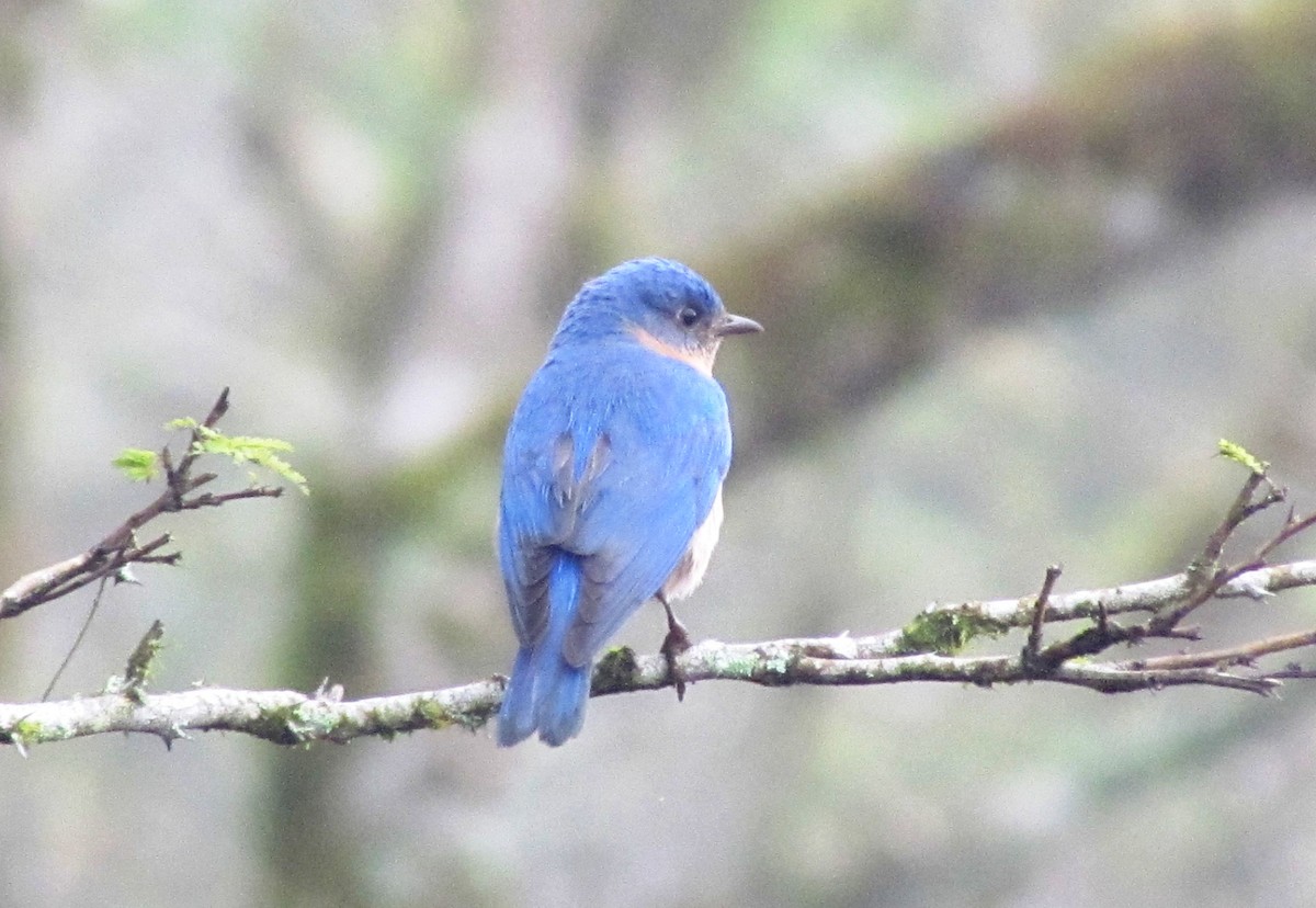 Eastern Bluebird - ML551935481