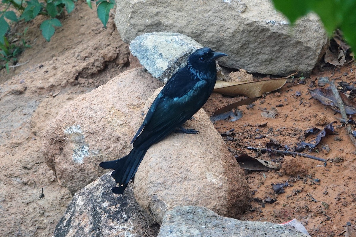 Hair-crested Drongo - ML551935611