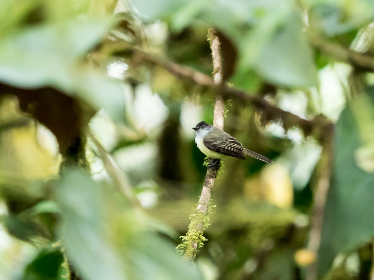 Dusky-capped Flycatcher (nigriceps/atriceps) - ML551936411