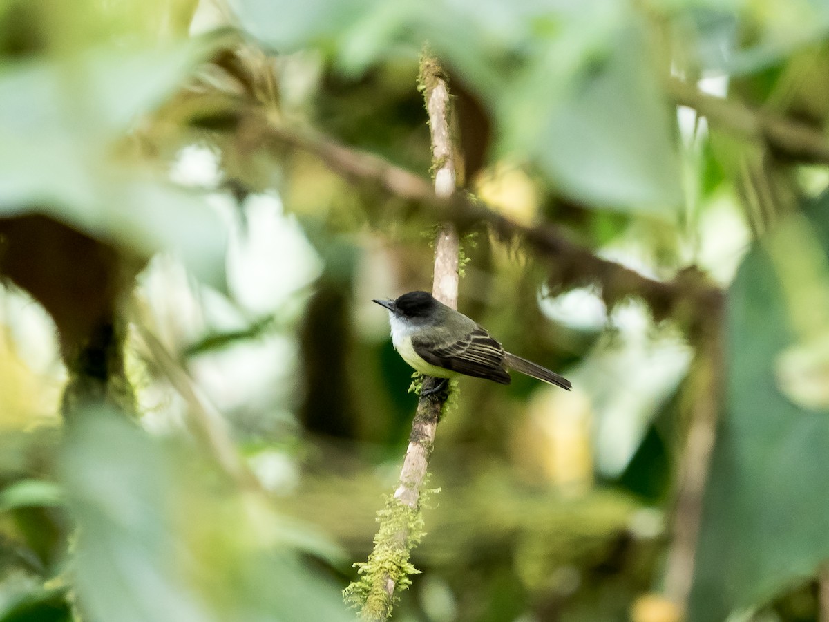 オリーブヒタキモドキ（nigriceps／atriceps） - ML551936451