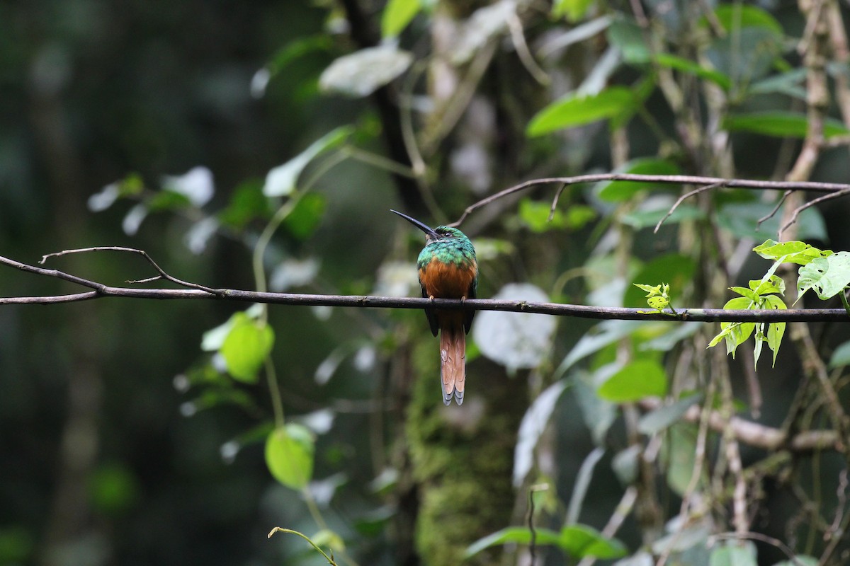 Rufous-tailed Jacamar - Lauri Mattle