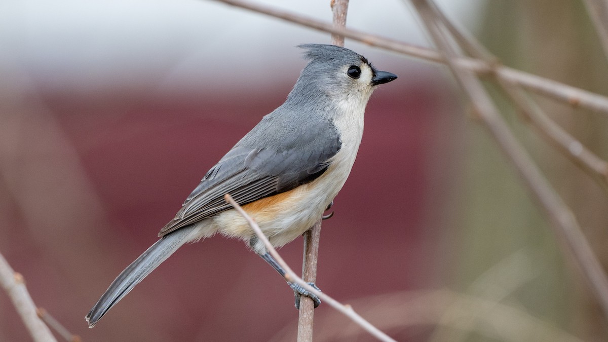 Tufted Titmouse - ML551936971