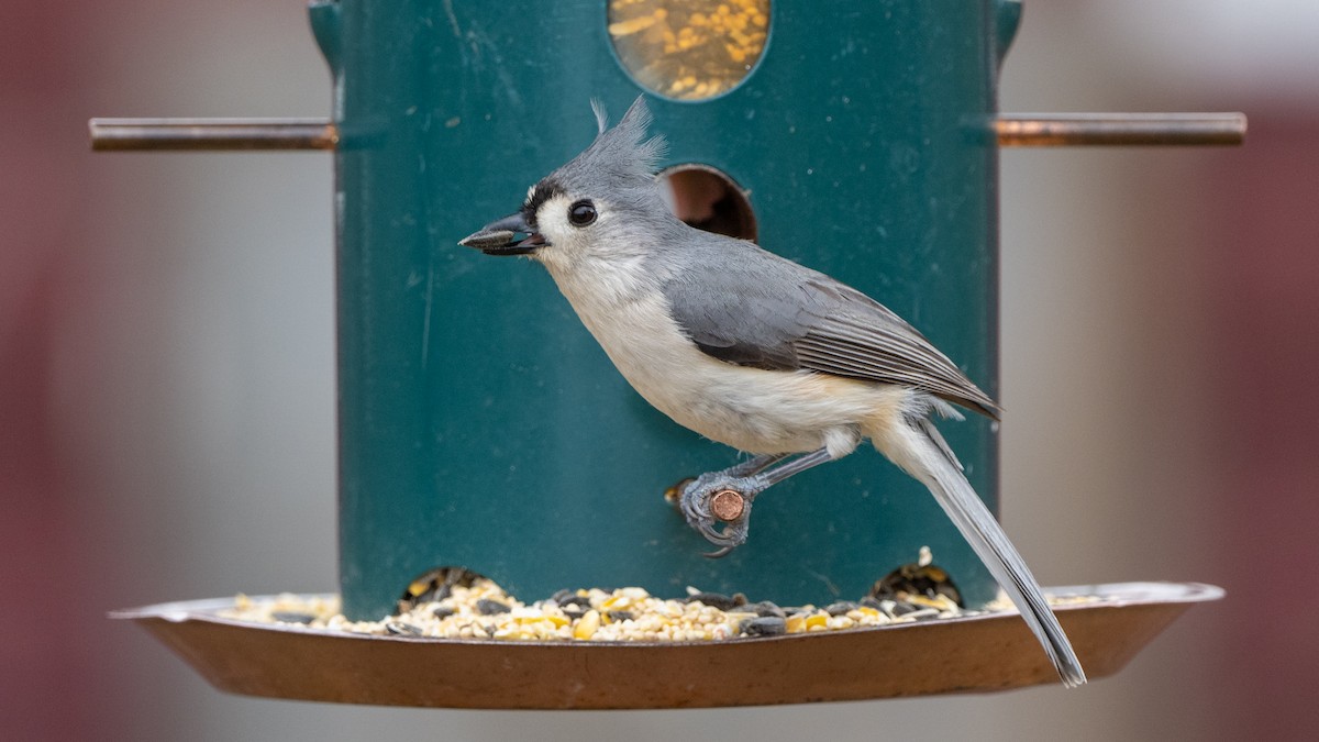 Tufted Titmouse - ML551936991