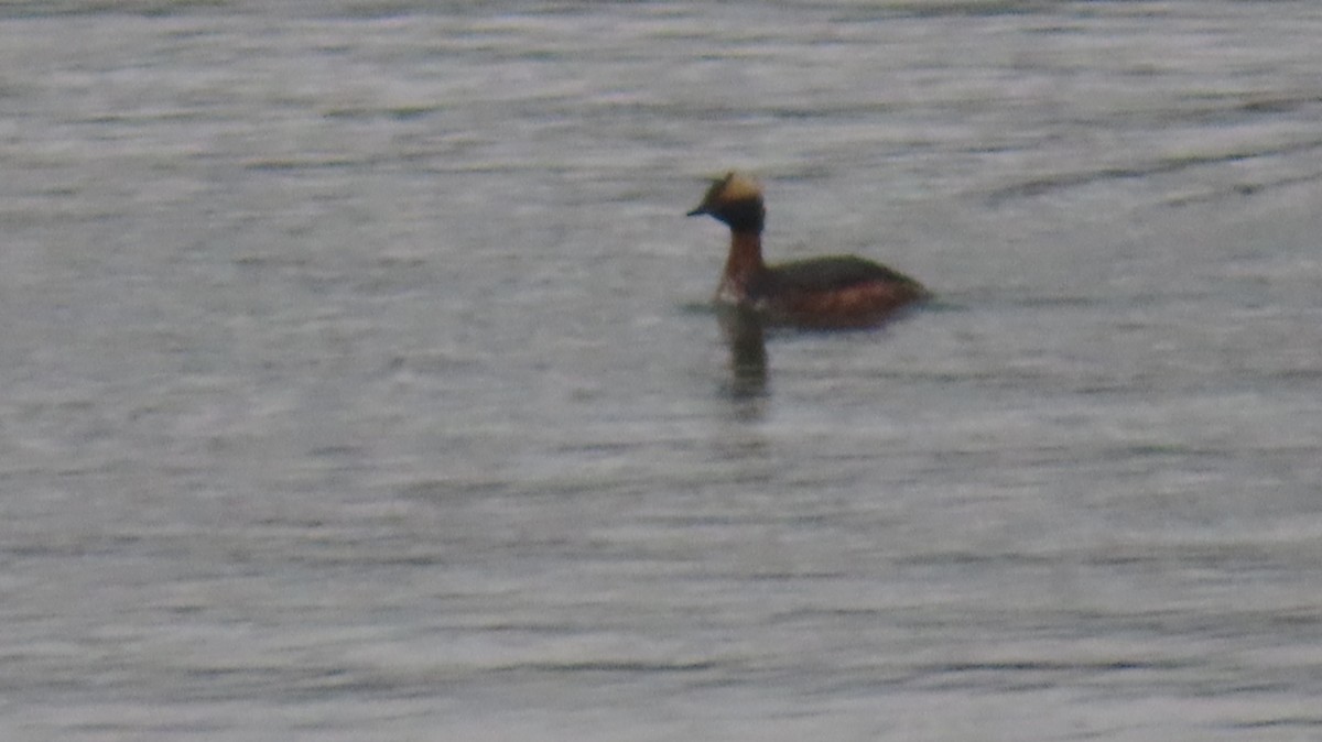 Horned Grebe - ML551941381