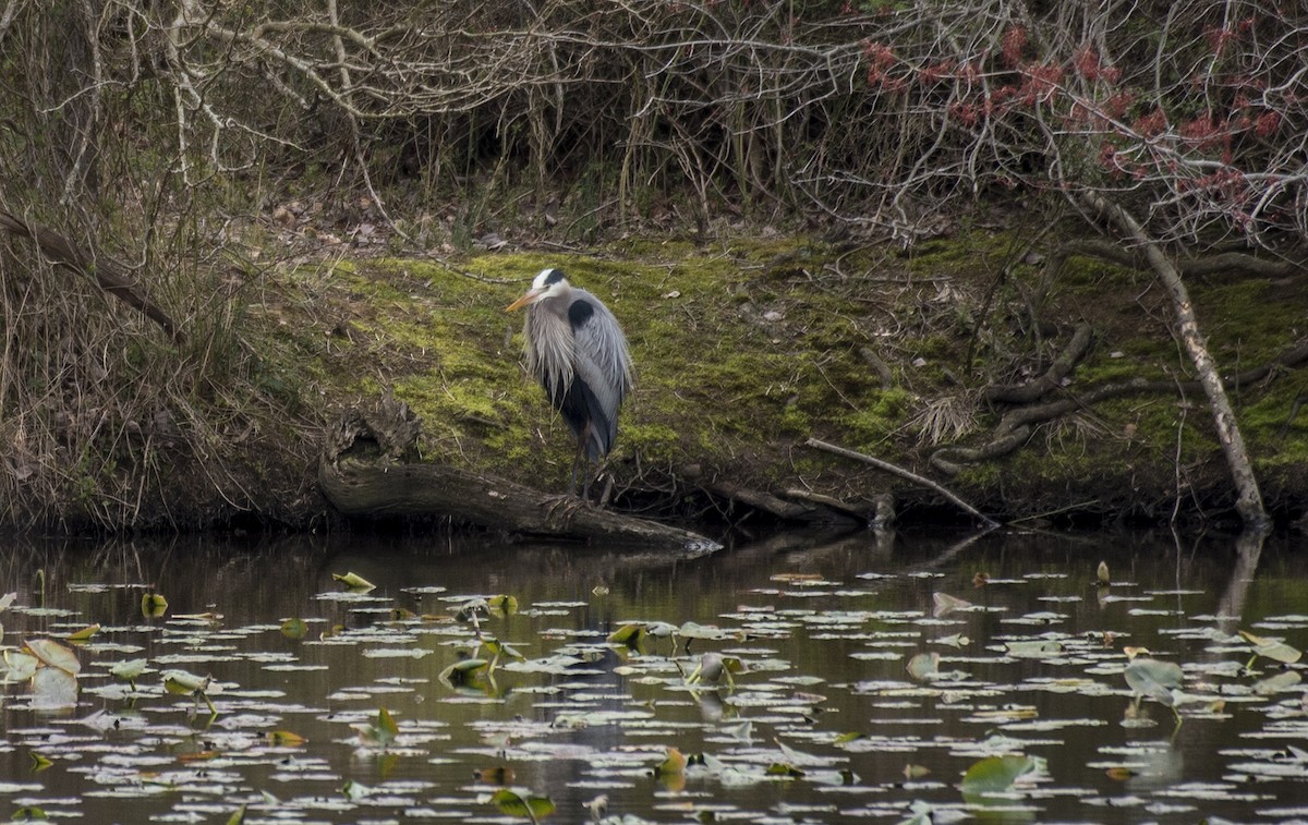Great Blue Heron - ML551942671