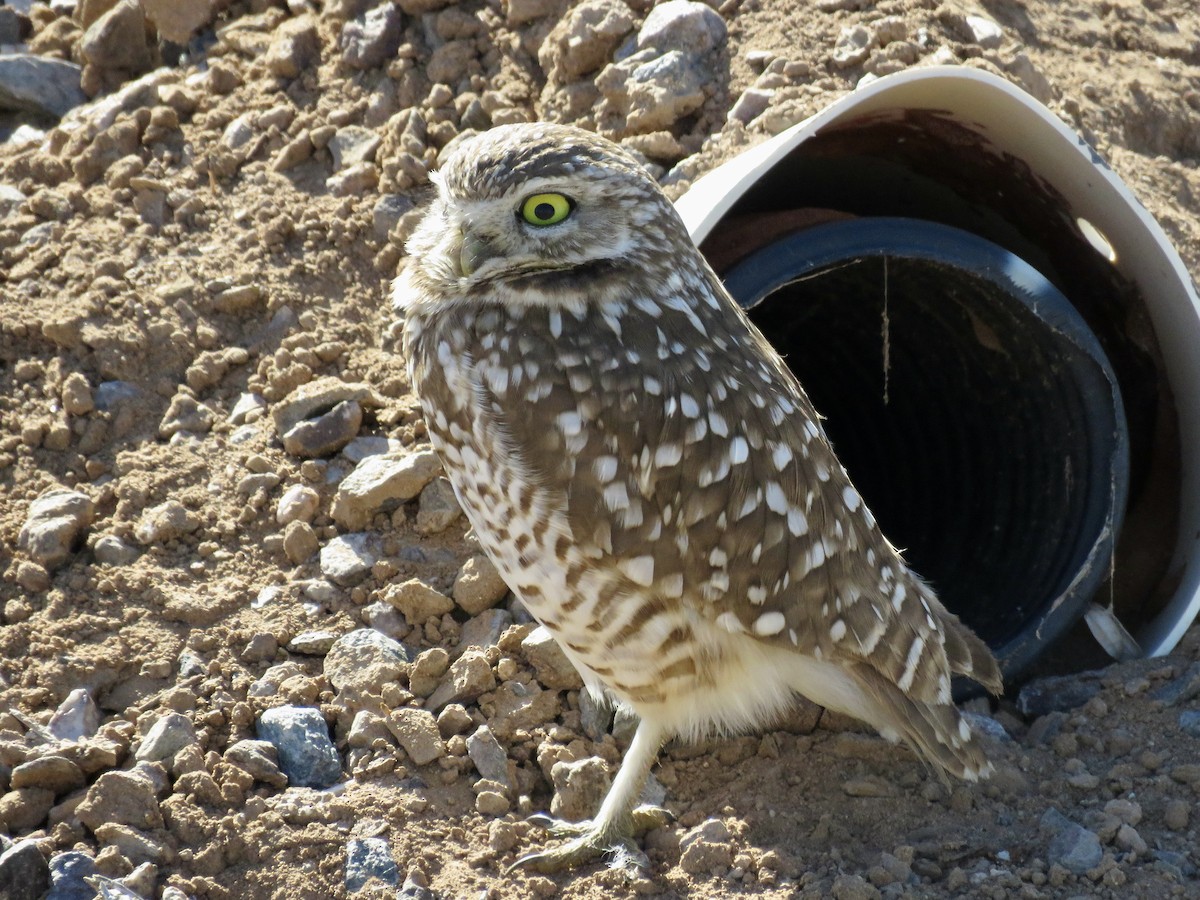Burrowing Owl - ML551942771