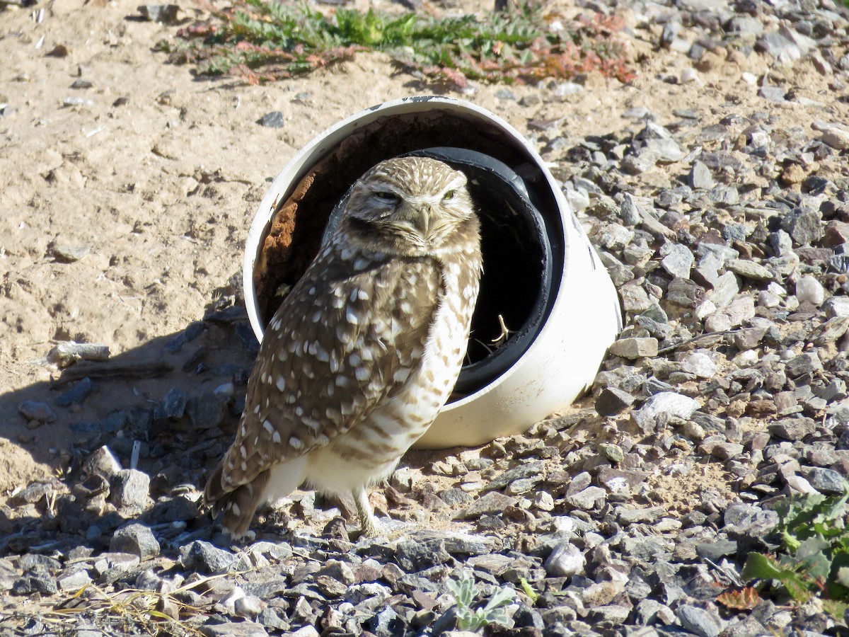 Burrowing Owl - ML551942811