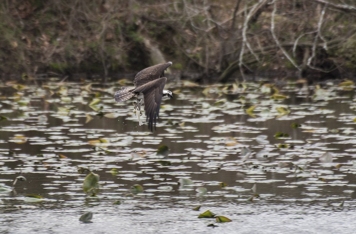 Osprey (American) - ML551943031