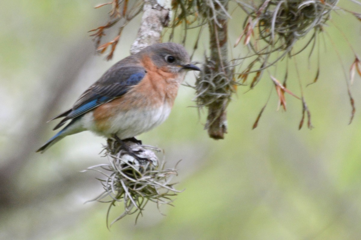 Eastern Bluebird - ML55194341