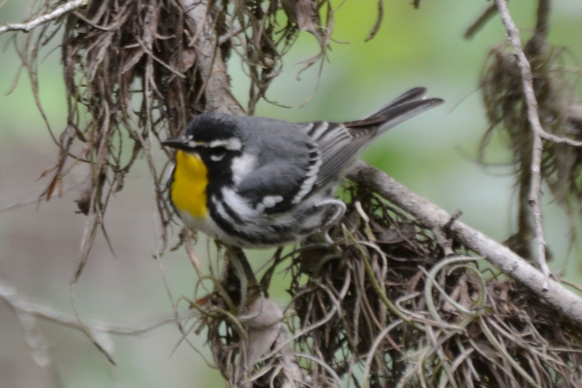 Yellow-throated Warbler - Janet Rathjen