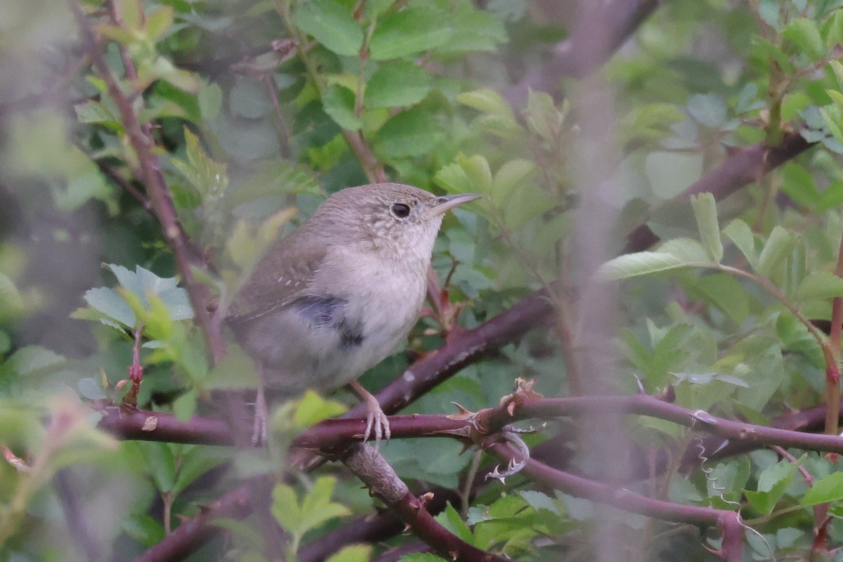 House Wren - ML551944071