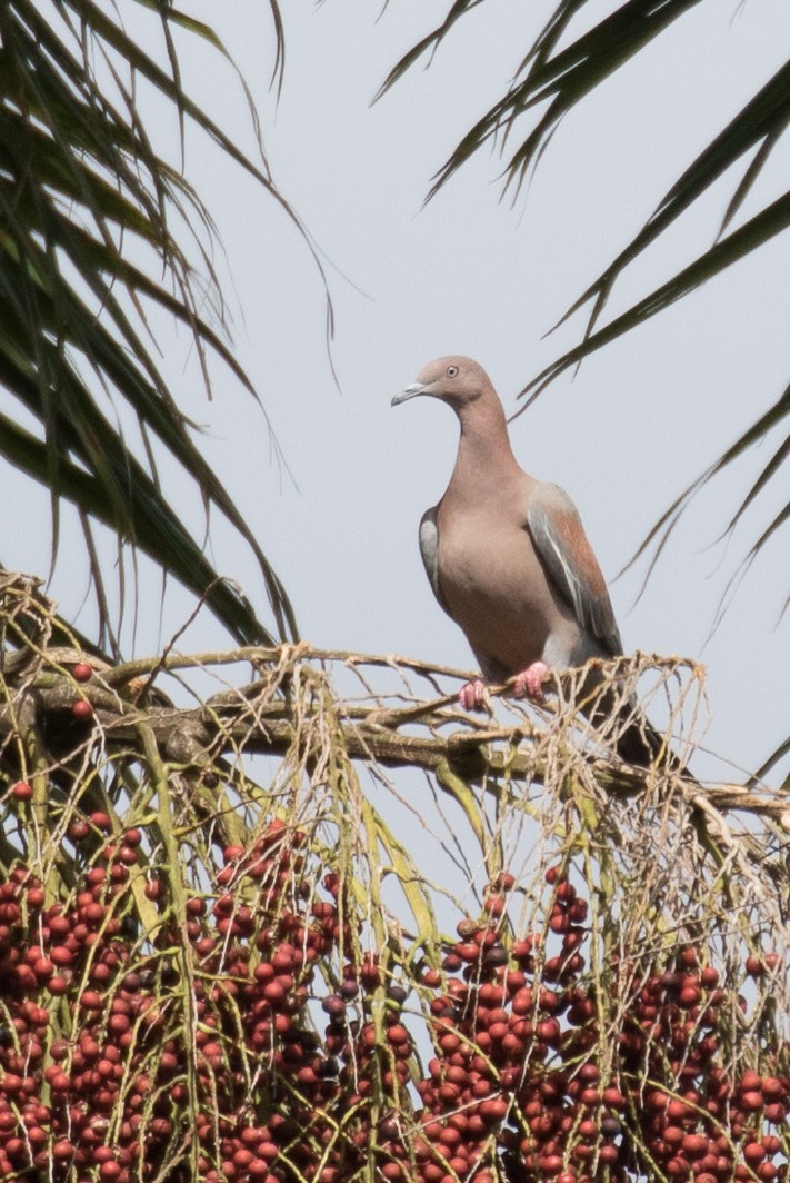 Plain Pigeon - Robert Lewis