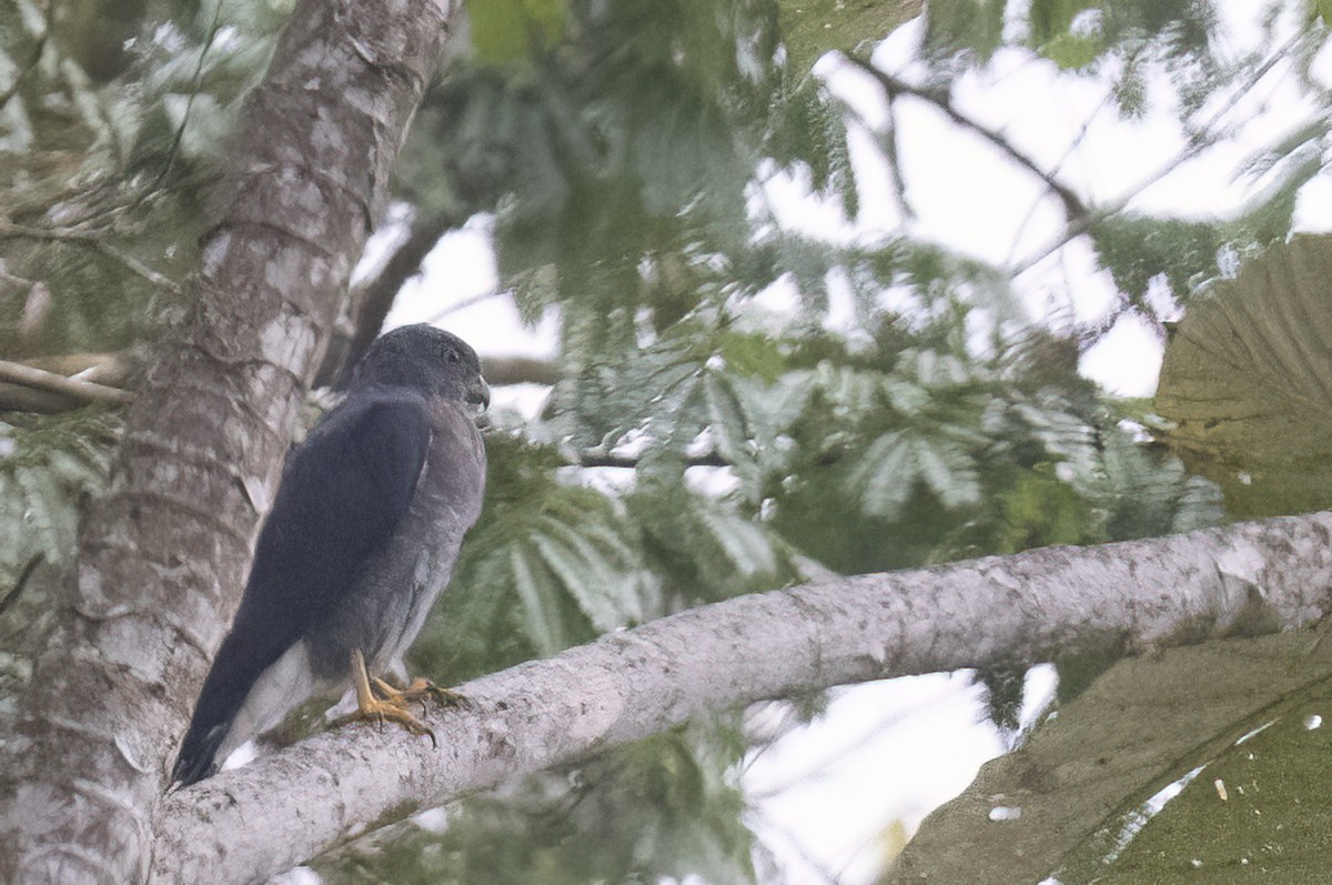 Double-toothed Kite - ML551945461