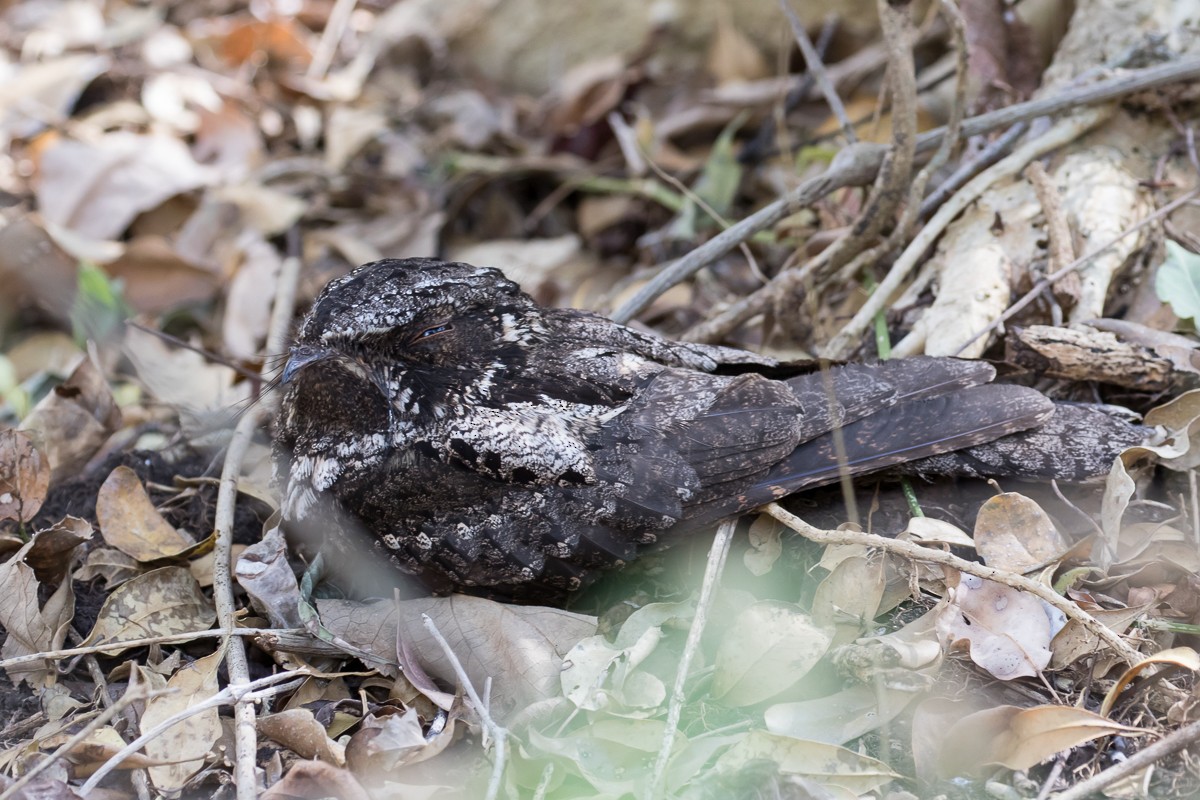 Cuban Nightjar - Robert Lewis